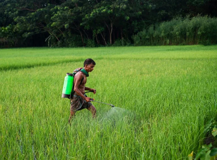 South Asian farmer spraying insecticide in a green paddy field, hard working man